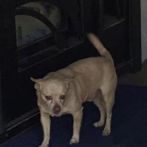Image of Chigui, Lost Dog