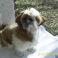 Found Dog ROCCO Found Dog ROCCO