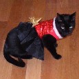 Found Cat Aunyxe Found Cat Aunyxe