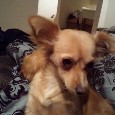 Found Dog Chloe