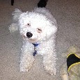 Found dog Winston