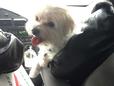 Found Dog Bebe
