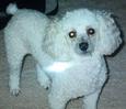 Found Dog Juliette
