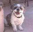 Found Dog Brinca