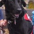 Found service dog Shadow