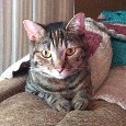 Found Cat Bella