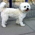 Found Dog Tinker Bell Found Dog Tinker Bell