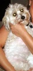 Found Dog Mojo