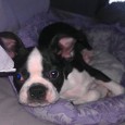 Lost DOG HENRY (IL)