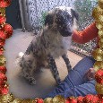 Lost Dog Billy Bob (NY)