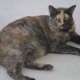 Lost cat Meanie (AZ)