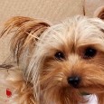 Lost Dog Dakota (SC)