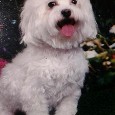 Lost Dog Zeus (FL)