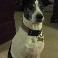 Found Dog Ella