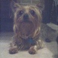 Found Dog Max