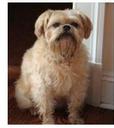 Lost dog Ozzy (CT)