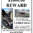 Found Dog Beki
