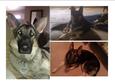 Lost Dog Moose and Miley (CO)