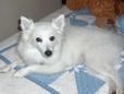 Lost Dog Kuma (CA)