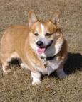 Lost Dog Andy (CT)