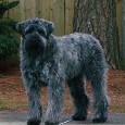 Found Dog Bailey