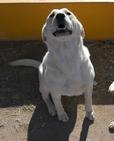 Found Dog Yeller
