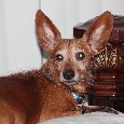Lost Dog Bugs (FL)