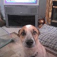 Lost Dog Daisy Mae (CO)