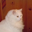 Lost Cat Benji (VA)