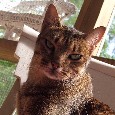 Found Cat Willow
