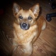 Found Dog Foxy Found Dog Foxy