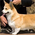 Found Dog Domani Found Dog Domani