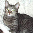 Found Cat Violet Found Cat Violet