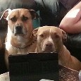Found 1 Sarge & Bella Found 1 Sarge & Bella