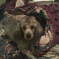 Found Dog Buddy Found Dog Buddy