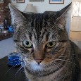 Found Cat Maui Found Cat Maui