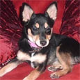 Found Dog Snickers