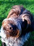 Found Dogs (2) Brisco & Monty