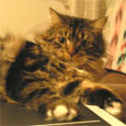 Found Cat Dreyfuss