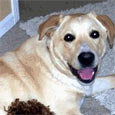 Found Dog Buckeye