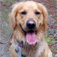 Found Dog Boe