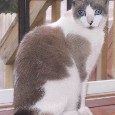 Found Cat Bell