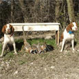 Found Dogs Harley & Slater Found Dogs Harley & Slater