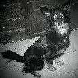 Found Dog Nala
