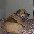 Found Dog Maggie