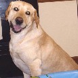 Found Dog Shepp Found Dog Shepp