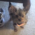 Found Dog Ellie Found Dog Ellie