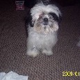 Found Dog Oreo Found Dog Oreo