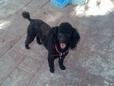 Found DOG JOJO Found DOG JOJO