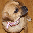 Found 2 Dogs Precious & Spirit Found 2 Dogs Precious & Spirit